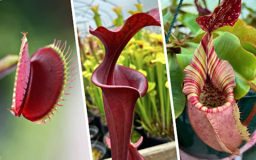 Carnivorous Plant